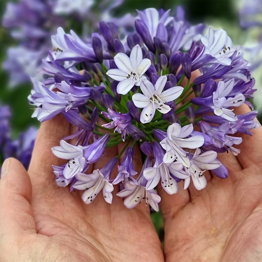 <i>Agapanthus</i> <b class=small-caps>Midnight Moon</b> ('DWHYB20') (PBR)