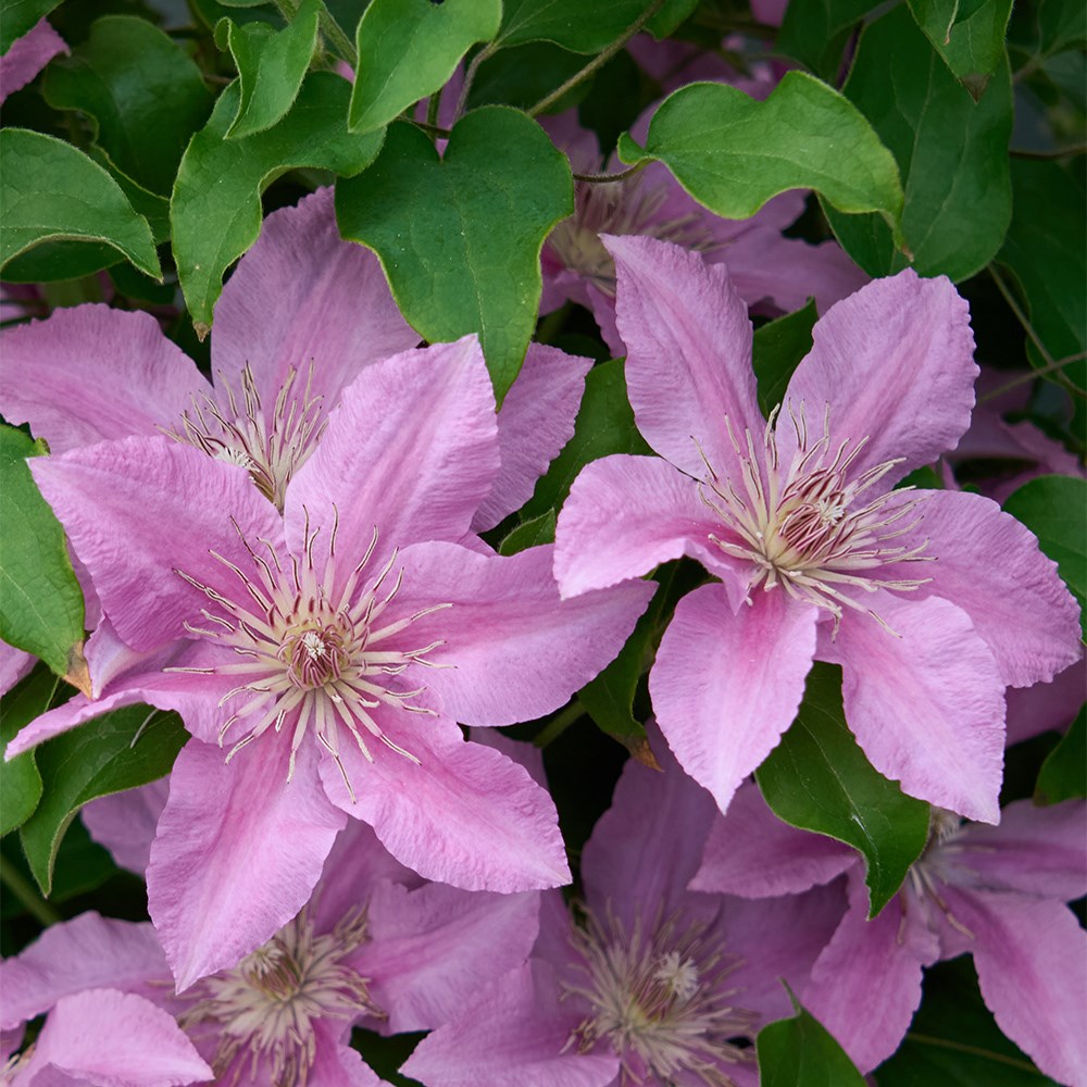 <i>Clematis</i> <b class=small-caps>Bridgewater</b> ('EviGsy155') (PBR)
