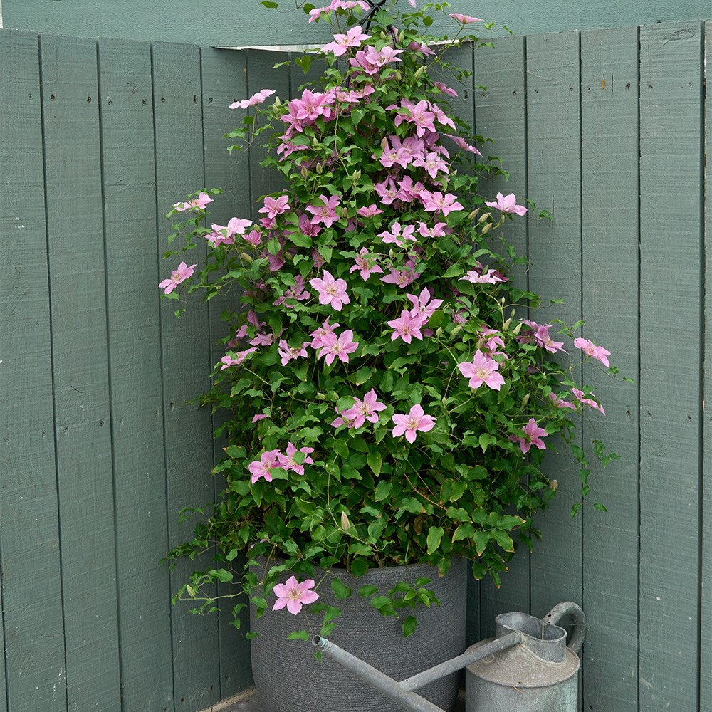<i>Clematis</i> <b class=small-caps>Bridgewater</b> ('EviGsy155') (PBR)
