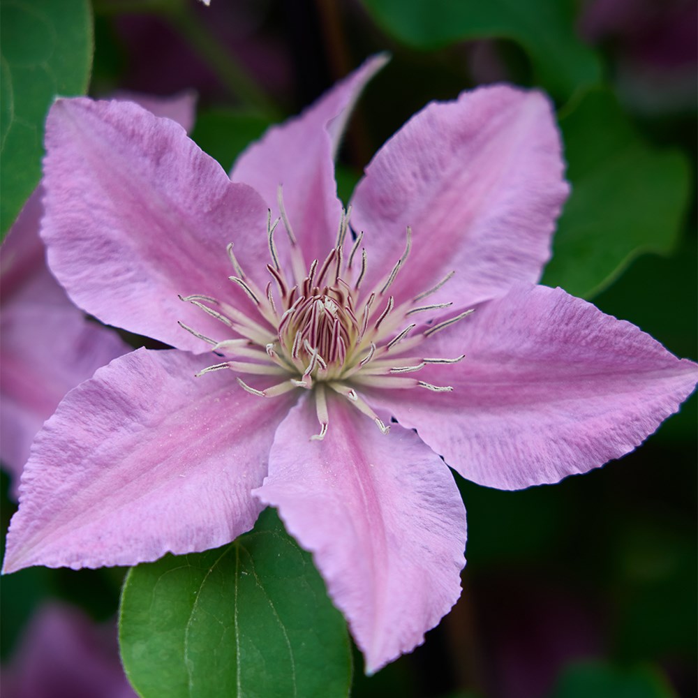 <i>Clematis</i> <b class=small-caps>Bridgewater</b> ('EviGsy155') (PBR)