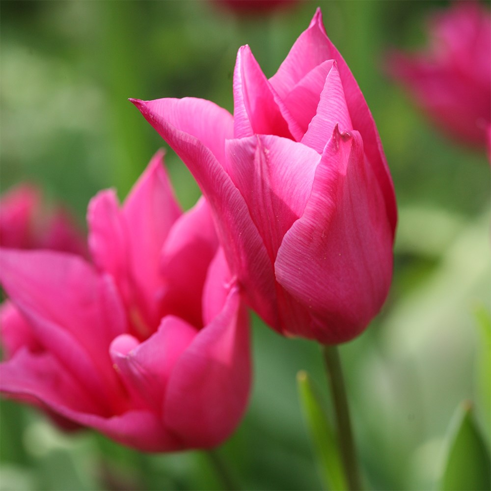 <i>Tulipa</i> 'Mariette'