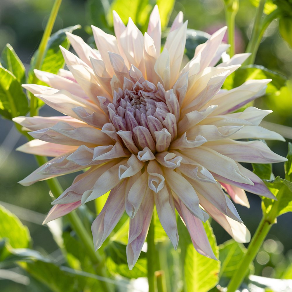 <i>Dahlia</i> 'Café de Paris'