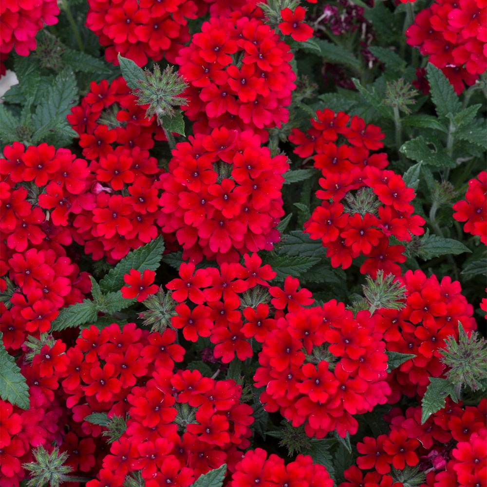 <i>Verbena</i> 'Showboat Dark Red' (Showboat Series)