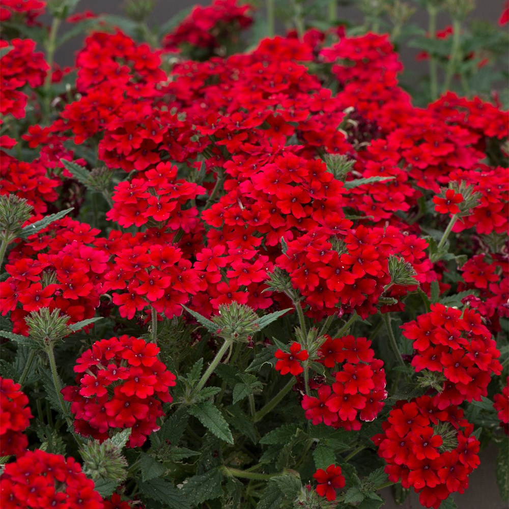 <i>Verbena</i> 'Showboat Dark Red' (Showboat Series)