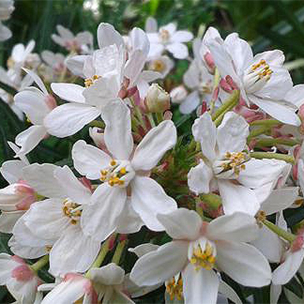 <i>Choisya ternata</i> <b class=small-caps>Scented Gem</b> ('Lissbrid')