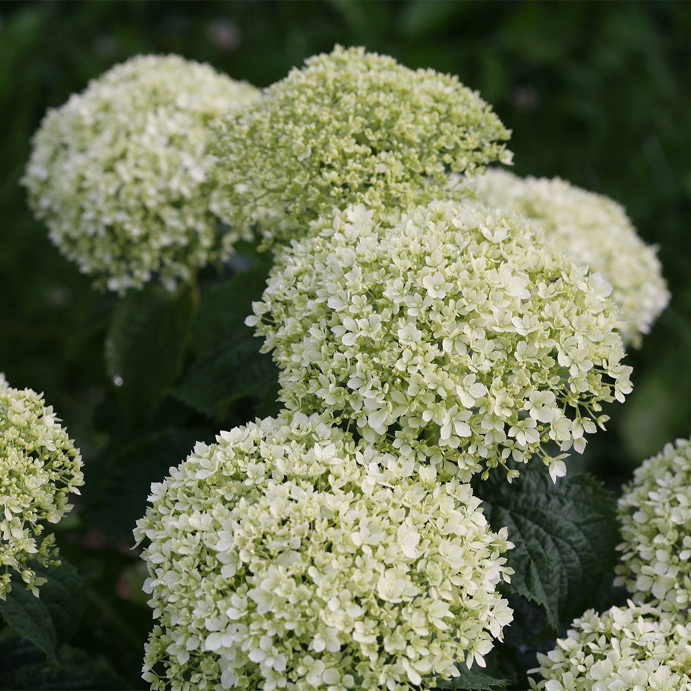 <i>Hydrangea arborescens</i> <b class=small-caps>Belleragazza Limetta</b> ('Ncha8') (PBR)