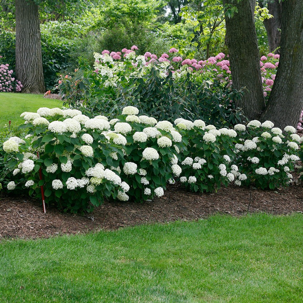<i>Hydrangea arborescens</i> <b class=small-caps>Belleragazza Limetta</b> ('Ncha8') (PBR)