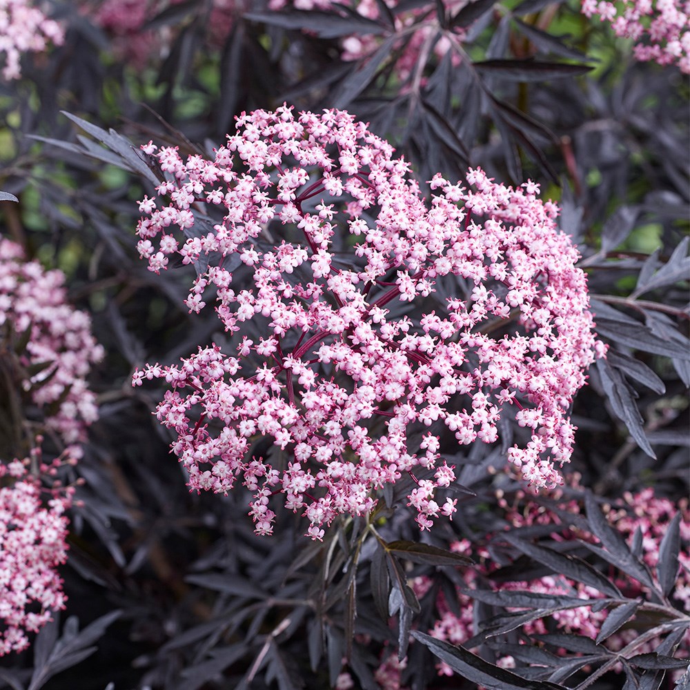 <I>Sambucus nigra</I> f. <i>porphyrophylla</i> <b class=small-caps>Cherry Lace</b> ('Hyfjolais')