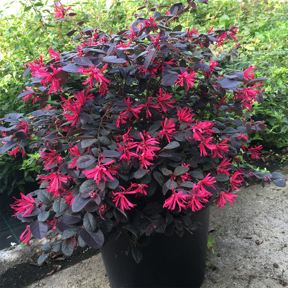 <i>Loropetalum chinense</i> var. <i>rubrum</i> 'Pearl' (PBR)