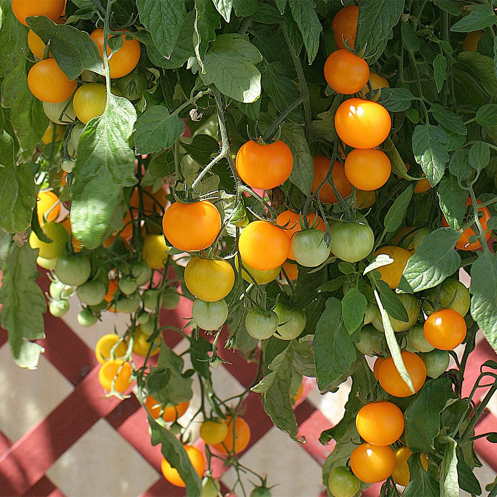 tomato (cherry) 'Tumbling Tom Yellow'