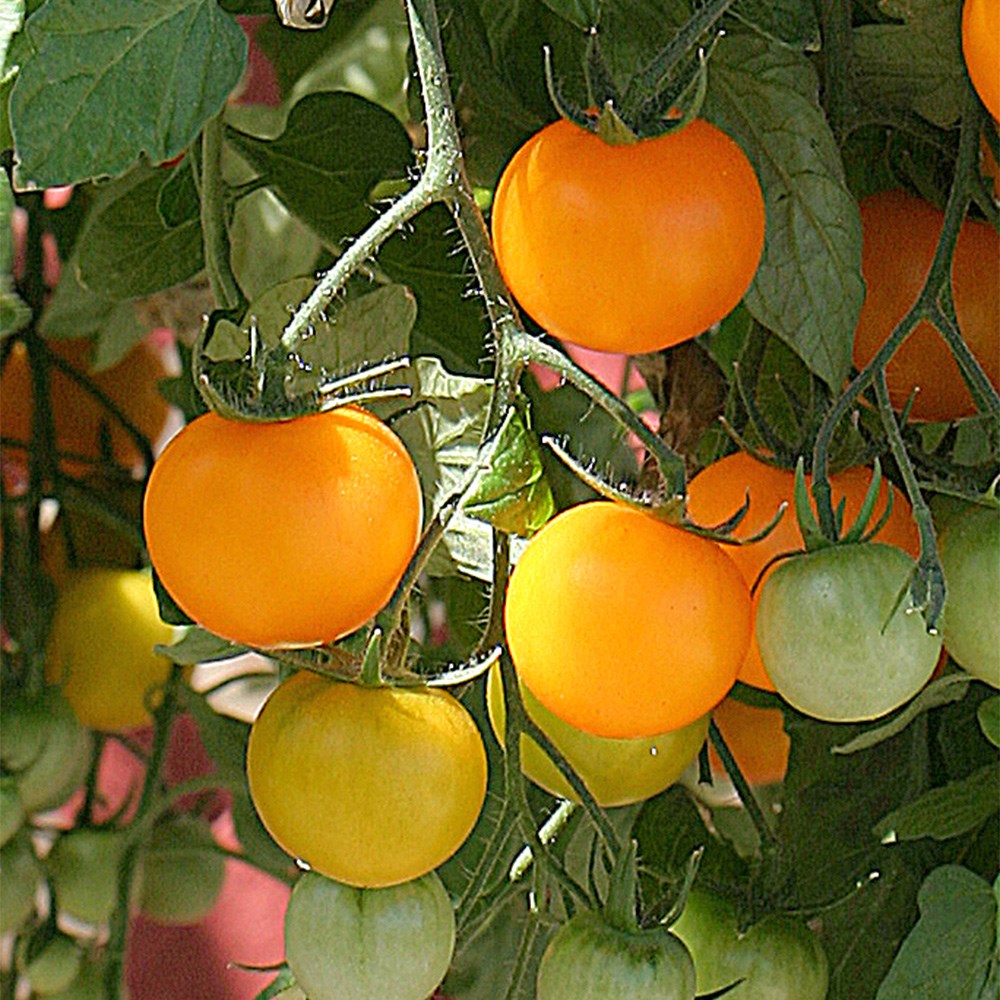 tomato (cherry) 'Tumbling Tom Yellow'