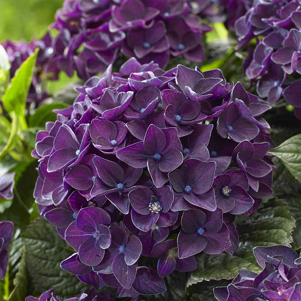 <i>Hydrangea macrophylla</i> <b class=small-caps>Deep Purple Dance</B> ('Schrolla02')(PBR) (Music Series)