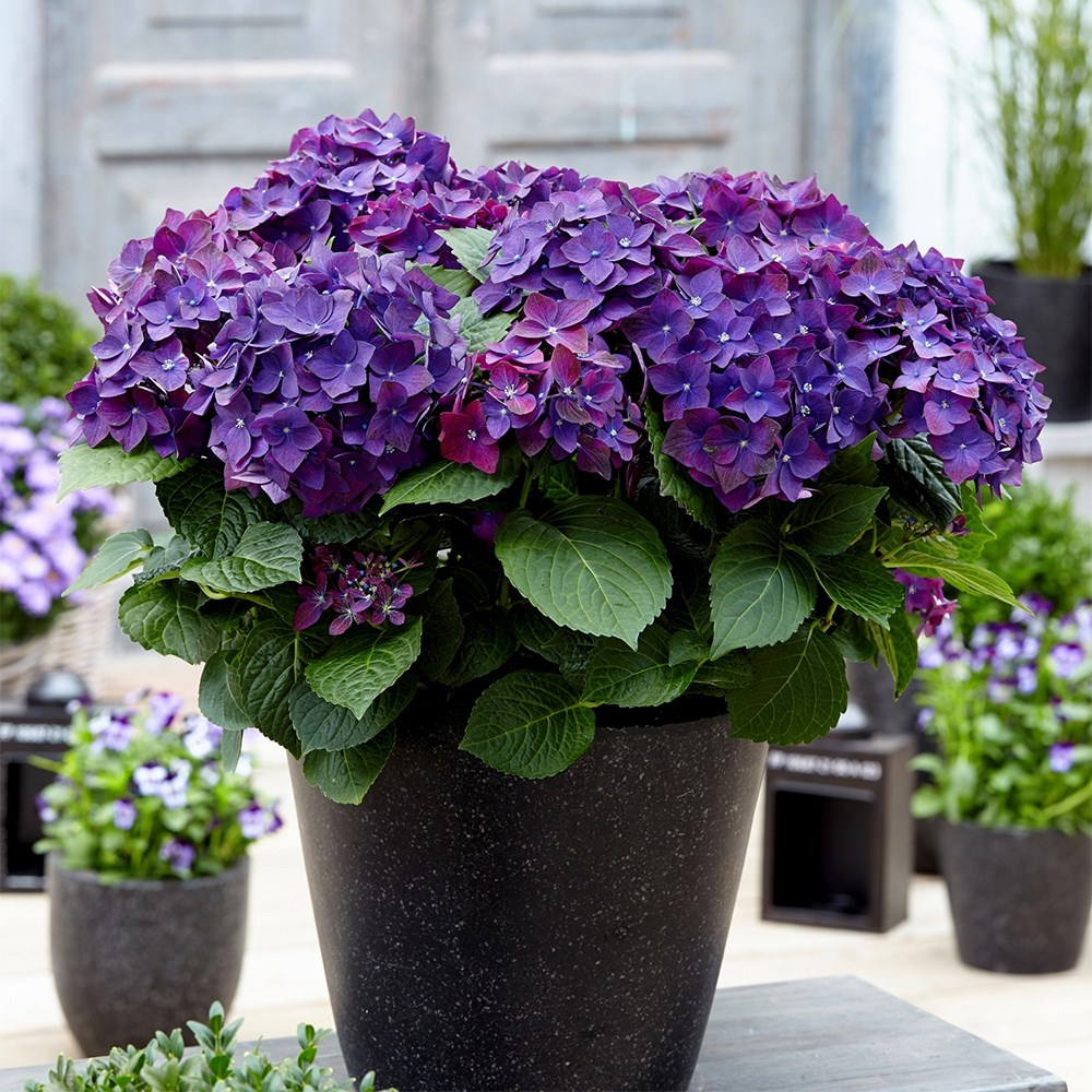<i>Hydrangea macrophylla</i> <b class=small-caps>Deep Purple Dance</B> ('Schrolla02')(PBR) (Music Series)