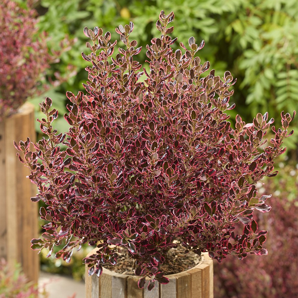 <i>Coprosma repens</i> <b class=small-caps>Eclipse</b> ('Aldawn')
