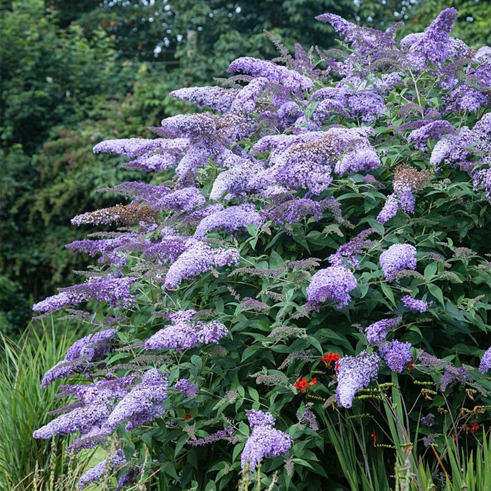 <i>Buddleja</i> 'Bressingham Bountiful'
