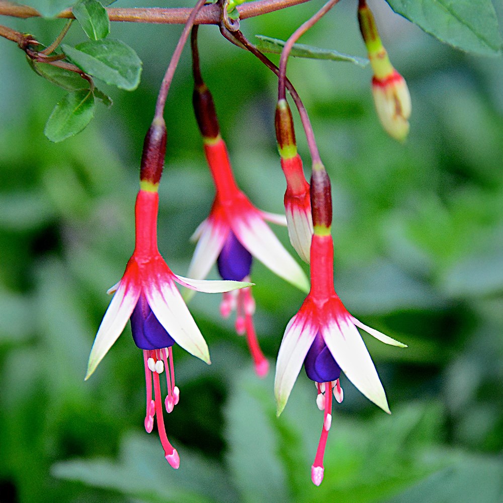 <i>Fuchsia magellanica</i> 'Arauco'