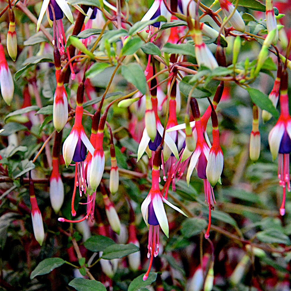 <i>Fuchsia magellanica</i> 'Arauco'