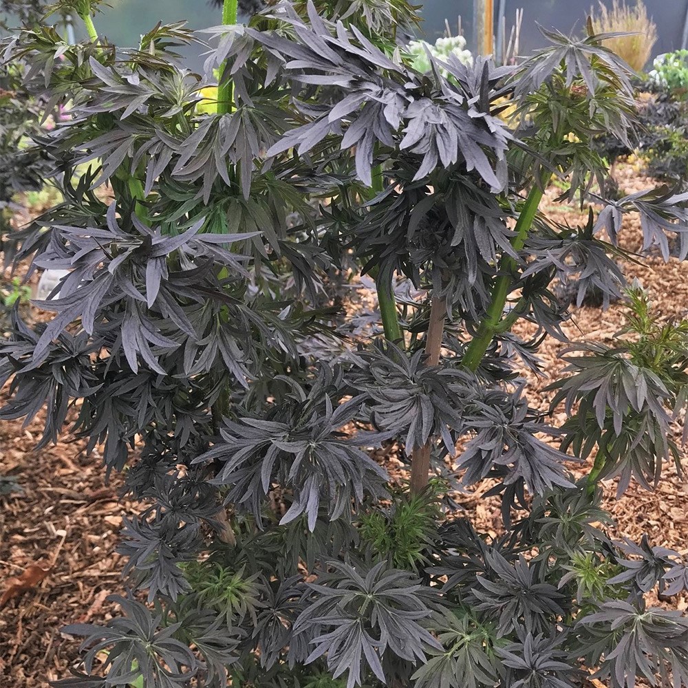 <I>Sambucus nigra</I> f. <i>porphyrophylla</i> <b class=small-caps>Laced Up</b> ('Snr1292')