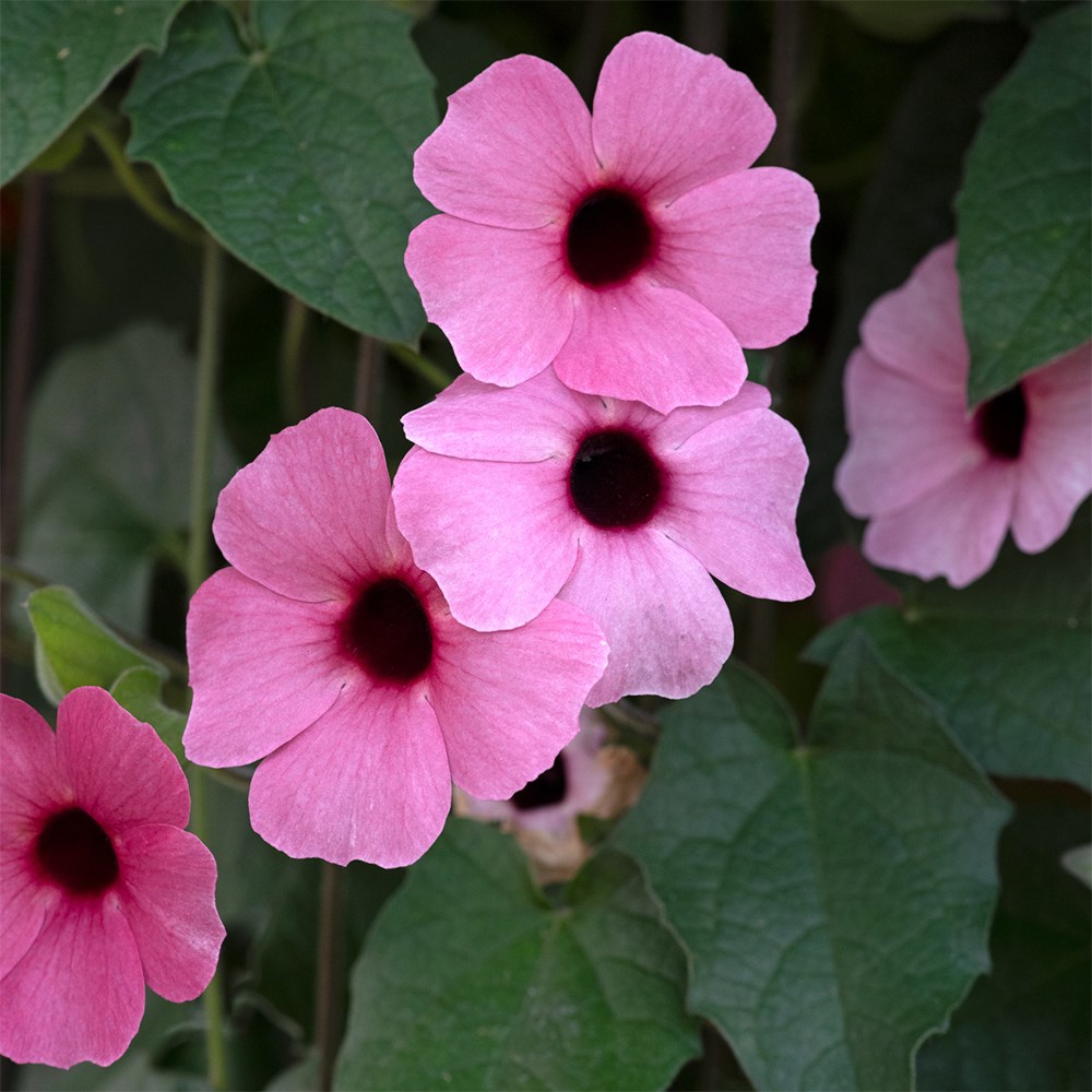 <i>Thunbergia alata</i> 'SunEyes Rose Sensation'