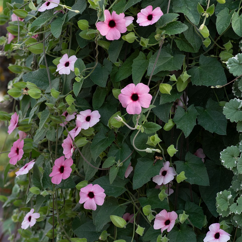 <i>Thunbergia alata</i> 'SunEyes Rose Sensation'