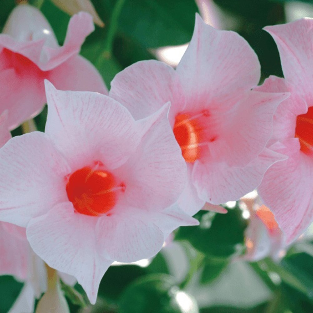 <i>Mandevilla</i> <b class=small-caps>Sundaville Cream Pink</b> ('Sunparapibra')(PBR) (Sundaville Series)