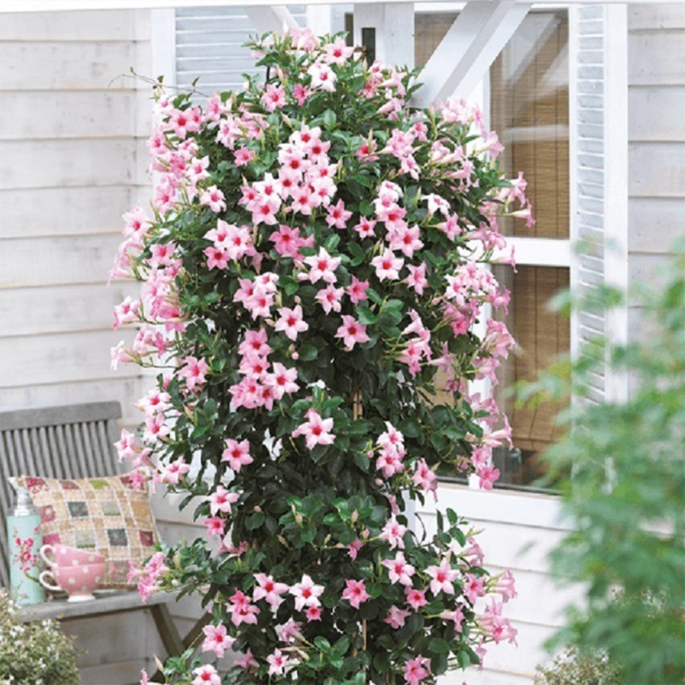 <i>Mandevilla</i> <b class=small-caps>Sundaville Cream Pink</b> ('Sunparapibra')(PBR) (Sundaville Series)