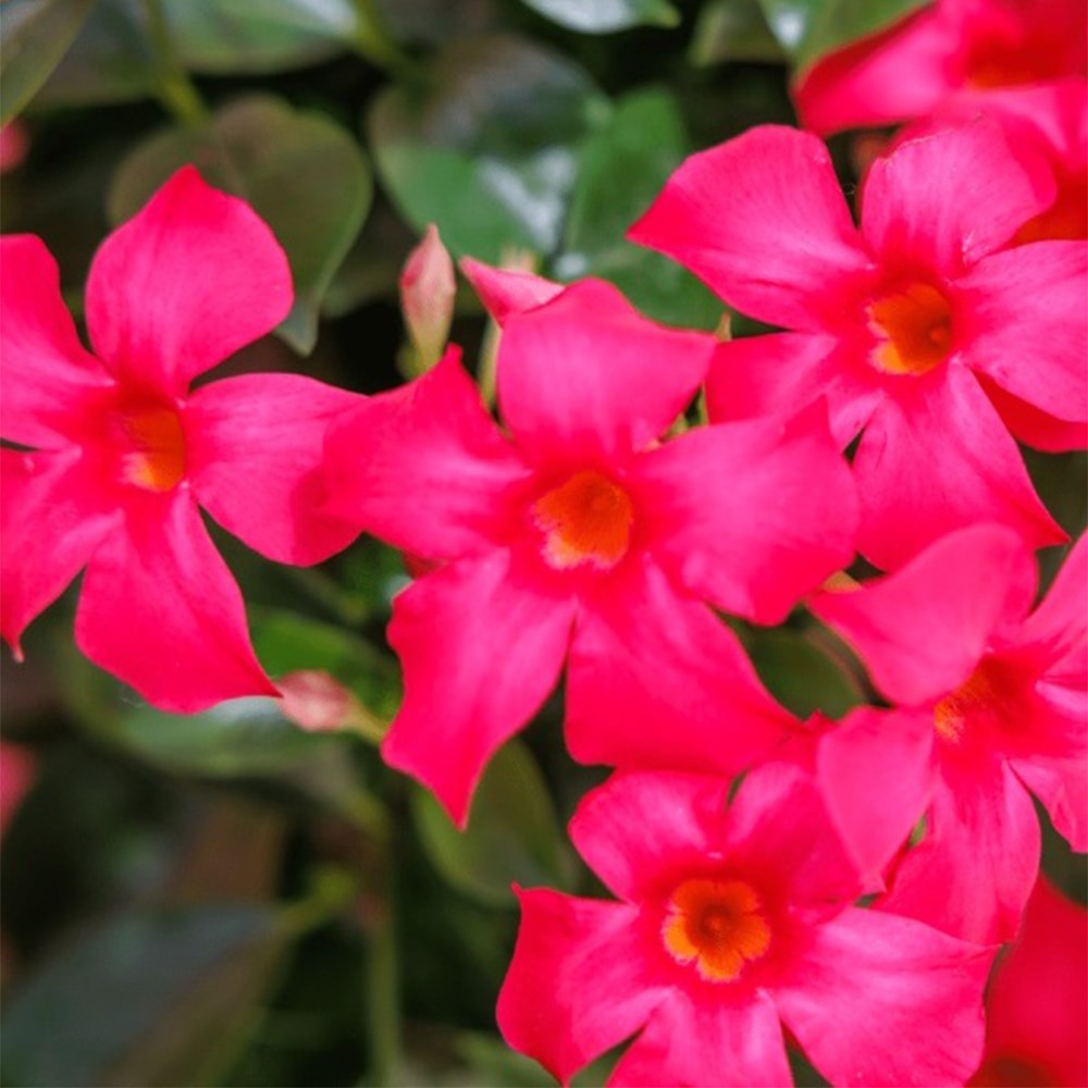 <i>Mandevilla</i> <b class=small-caps>Fashion Pink</b> ('Sunpa 4411') (Sundaville Series)