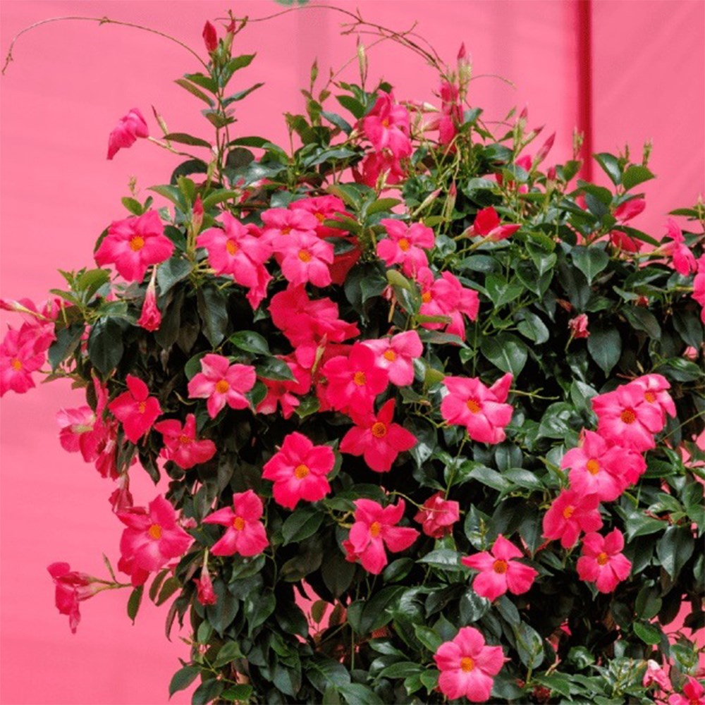 <i>Mandevilla</i> <b class=small-caps>Fashion Pink</b> ('Sunpa 4411') (Sundaville Series)