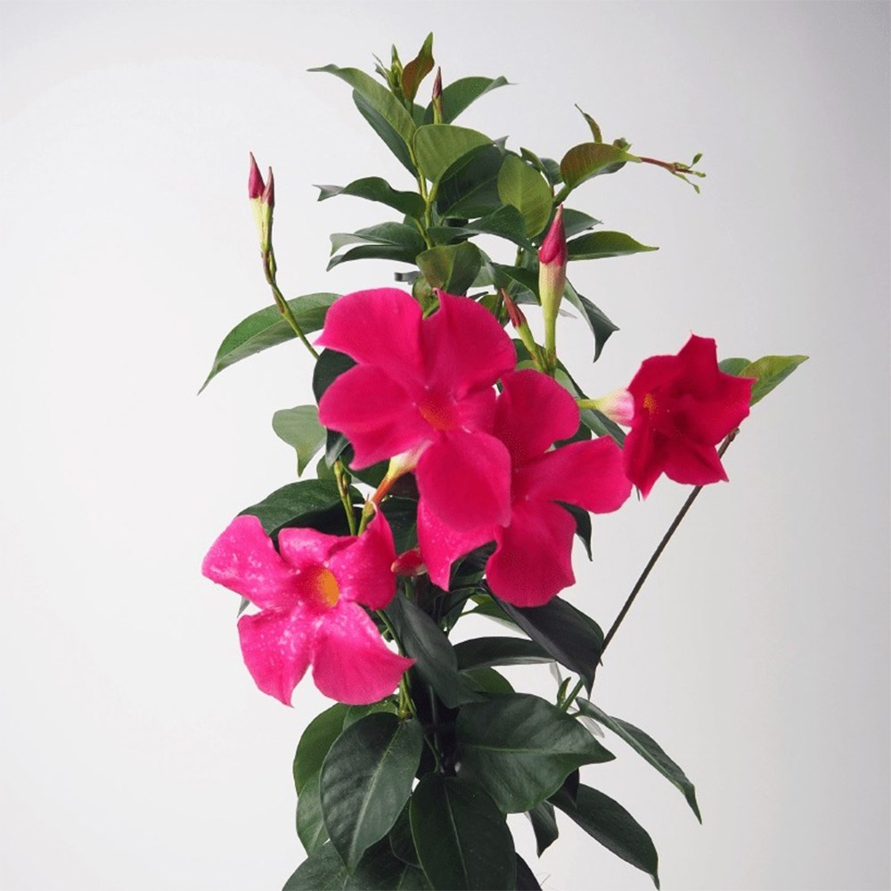 <i>Mandevilla</i> <b class=small-caps>Fashion Pink</b> ('Sunpa 4411') (Sundaville Series)