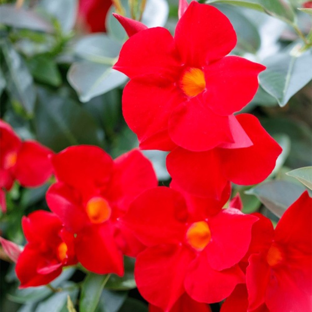 <i>Mandevilla</i> <b class=small-caps>Fashion Red</b> ('Sunpa 316') (Sundaville Series)
