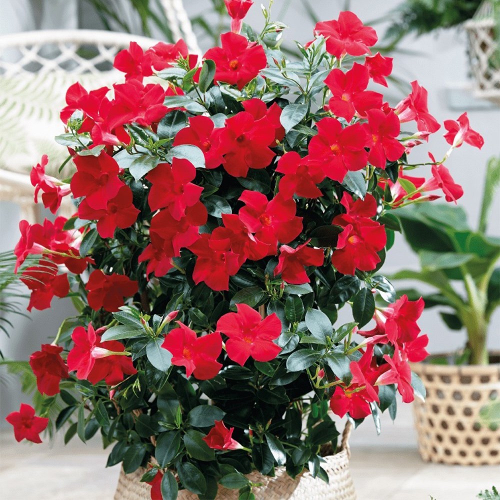<i>Mandevilla</i> <b class=small-caps>Fashion Red</b> ('Sunpa 316') (Sundaville Series)
