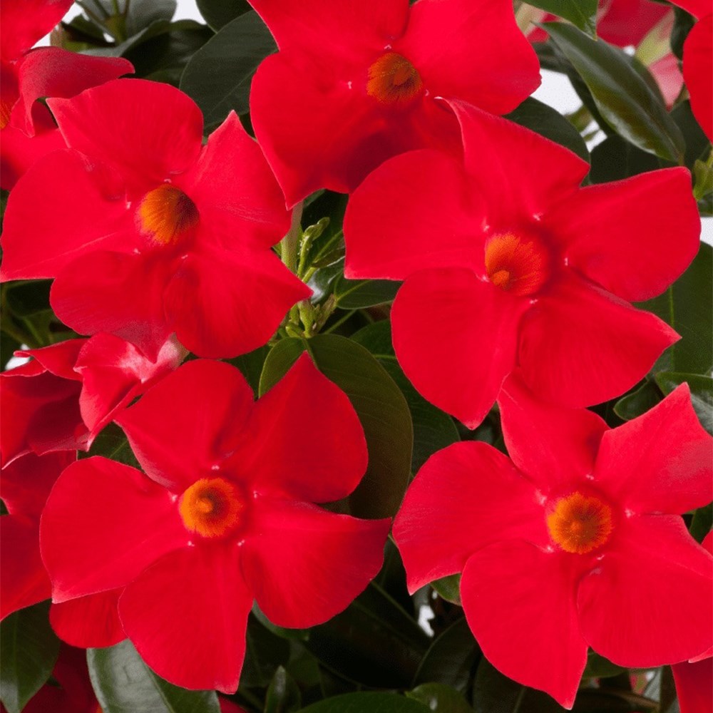 <i>Mandevilla</i> <b class=small-caps>Fashion Red</b> ('Sunpa 316') (Sundaville Series)