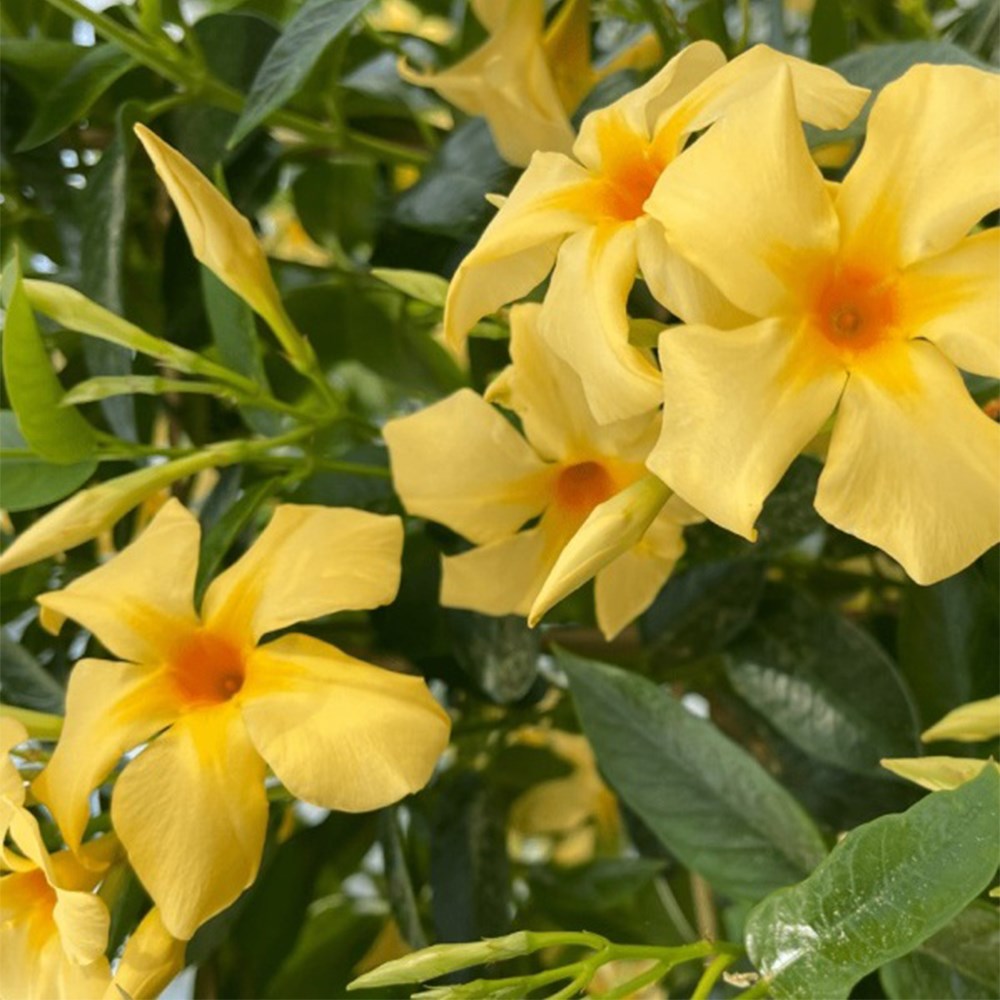 <i>Mandevilla</i> <b class=small-caps>Gold</b> ('Sunpa 0931') (Sundaville Series)