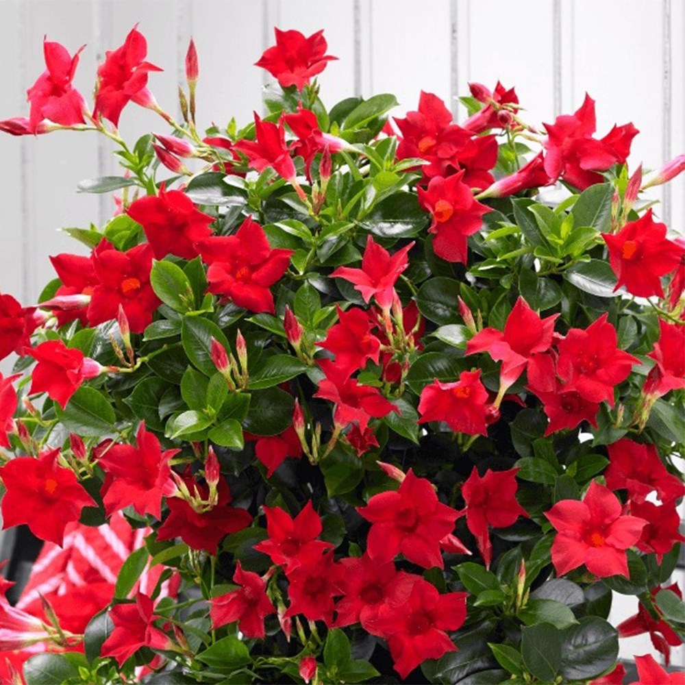 <i>Mandevilla</i> <b class=small-caps>Sundaville Red</b> ('Sunmandecrim') (PBR) (Sundaville Series)