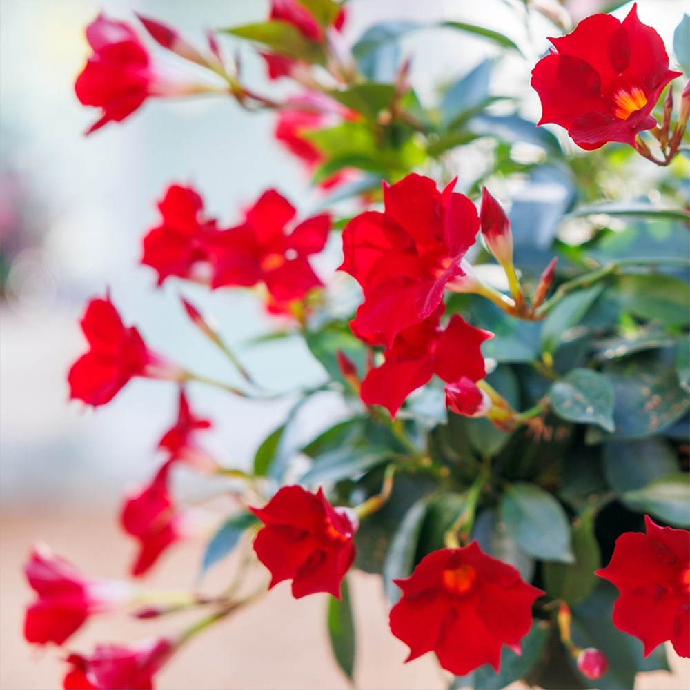 <i>Mandevilla</i> <b class=small-caps>Topper Red Yellow Eye</b> ('Sunpa 1935') (Sundaville Series)