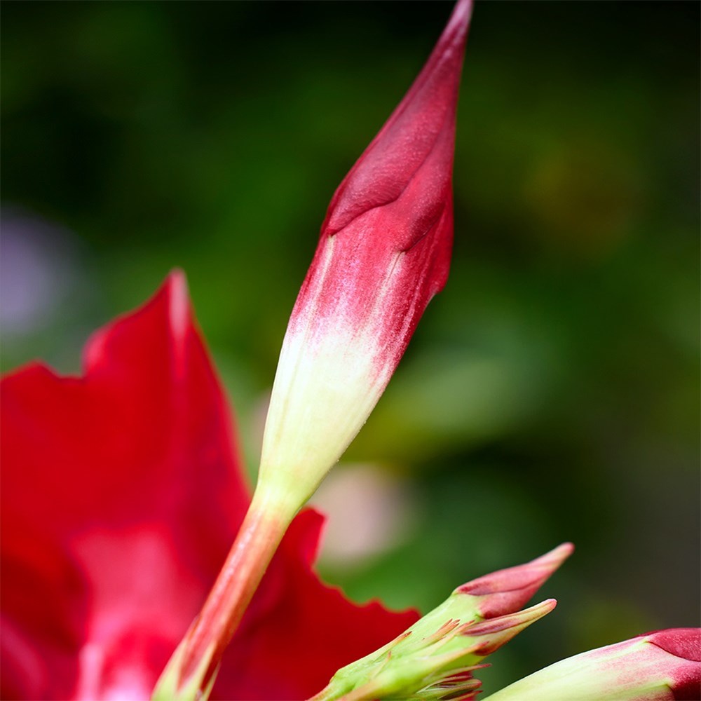 <i>Mandevilla</i> <b class=small-caps>Topper Red Yellow Eye</b> ('Sunpa 1935') (Sundaville Series)