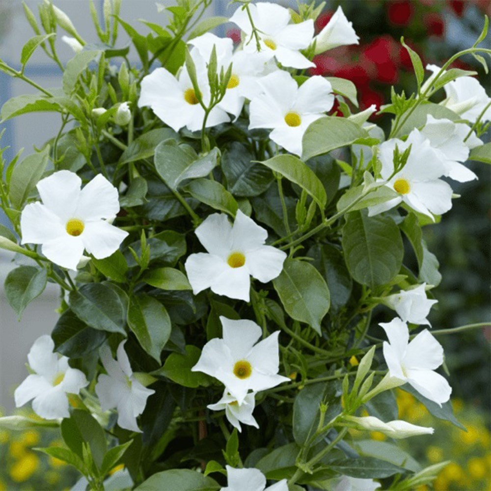 <i>Mandevilla</i> <b class=small-caps>Sundaville White</b> ('Sunparacoho') (Sundaville Series)