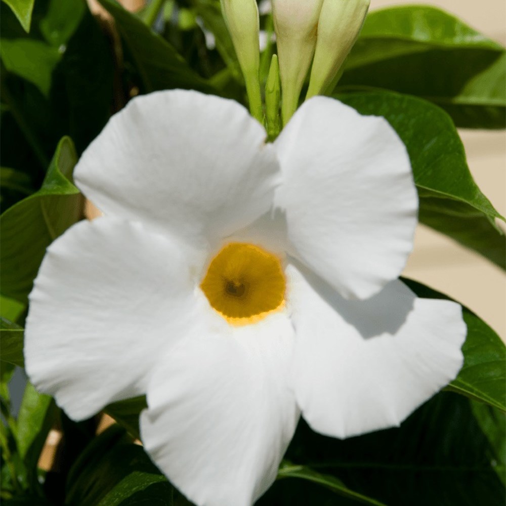 <i>Mandevilla</i> <b class=small-caps>Sundaville White</b> ('Sunparacoho') (Sundaville Series)