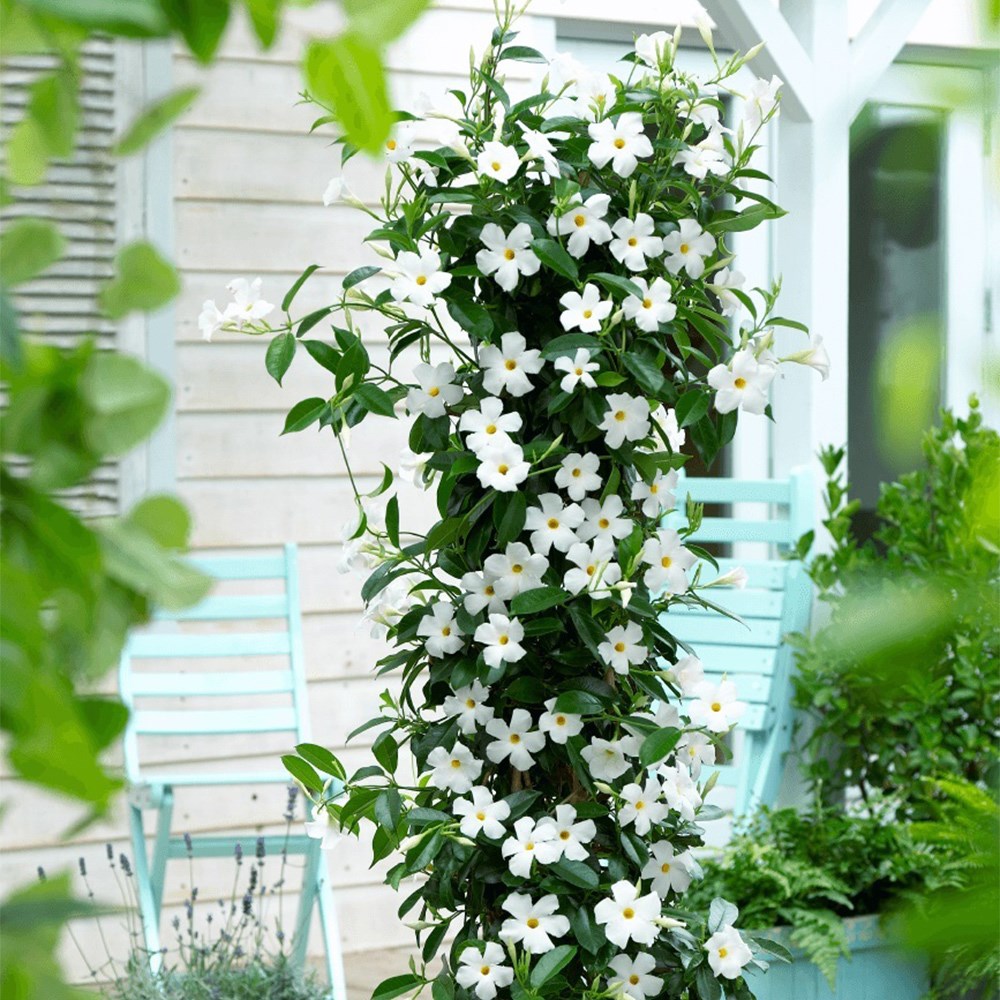<i>Mandevilla</i> <b class=small-caps>Sundaville White</b> ('Sunparacoho') (Sundaville Series)
