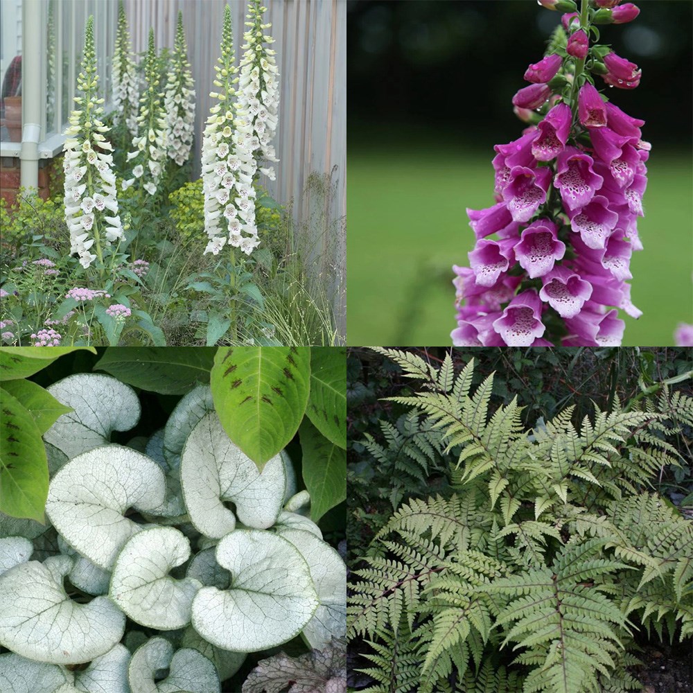 Light up a shady corner mini-border collection