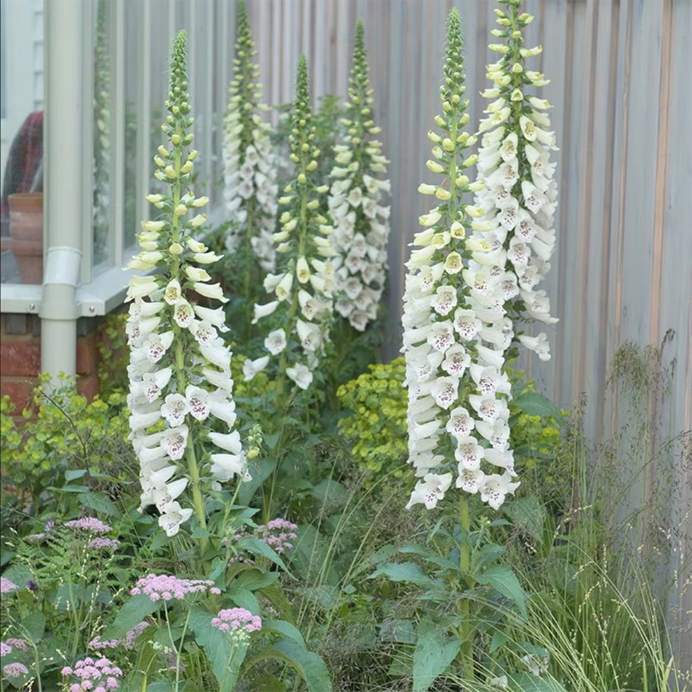 Light up a shady corner mini-border collection