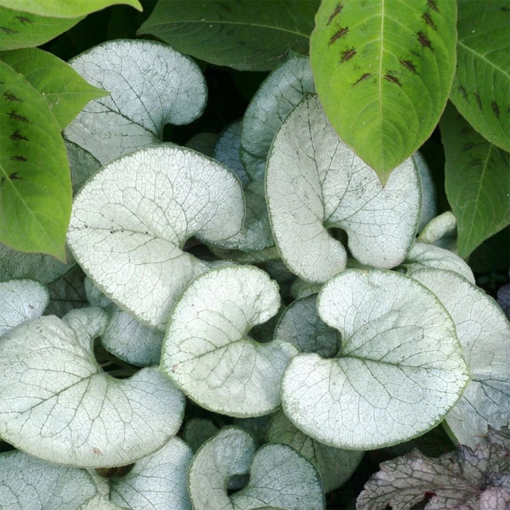 Light up a shady corner mini-border collection
