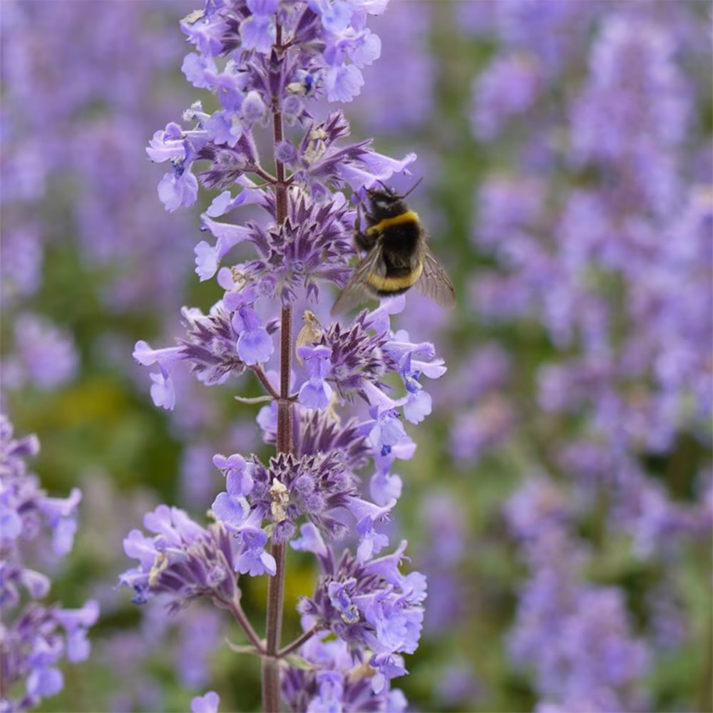 Evening sky pollinator mini-border collection