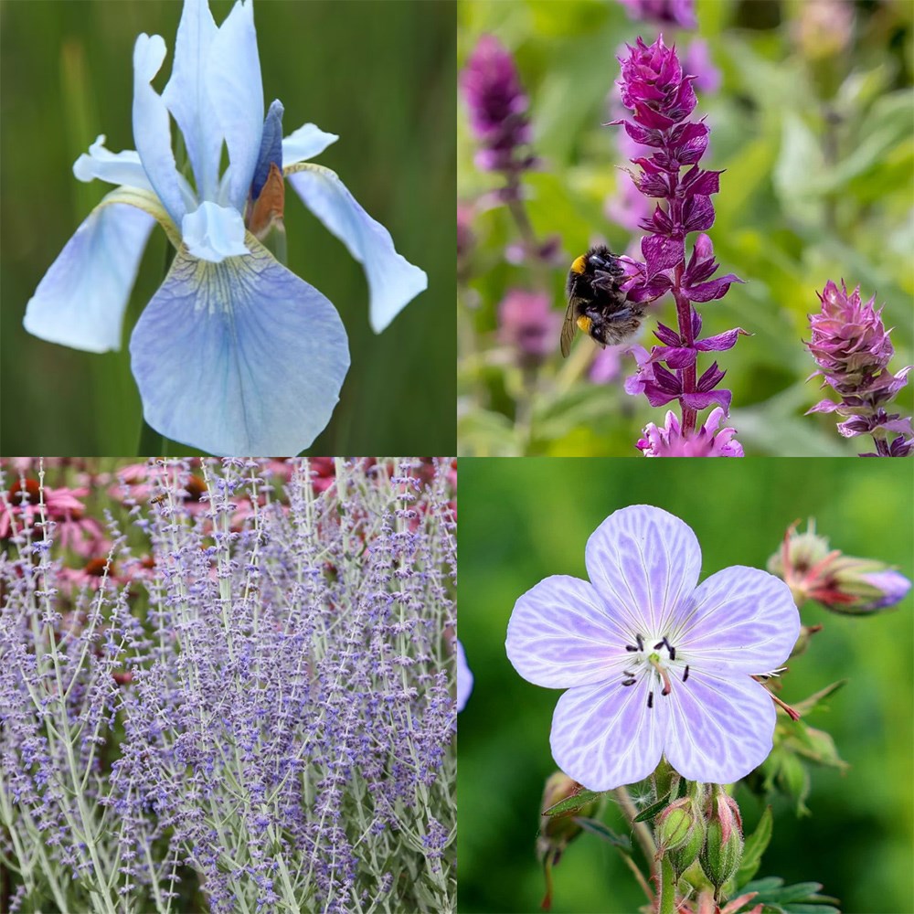 Pollinator's blue mini-border collection