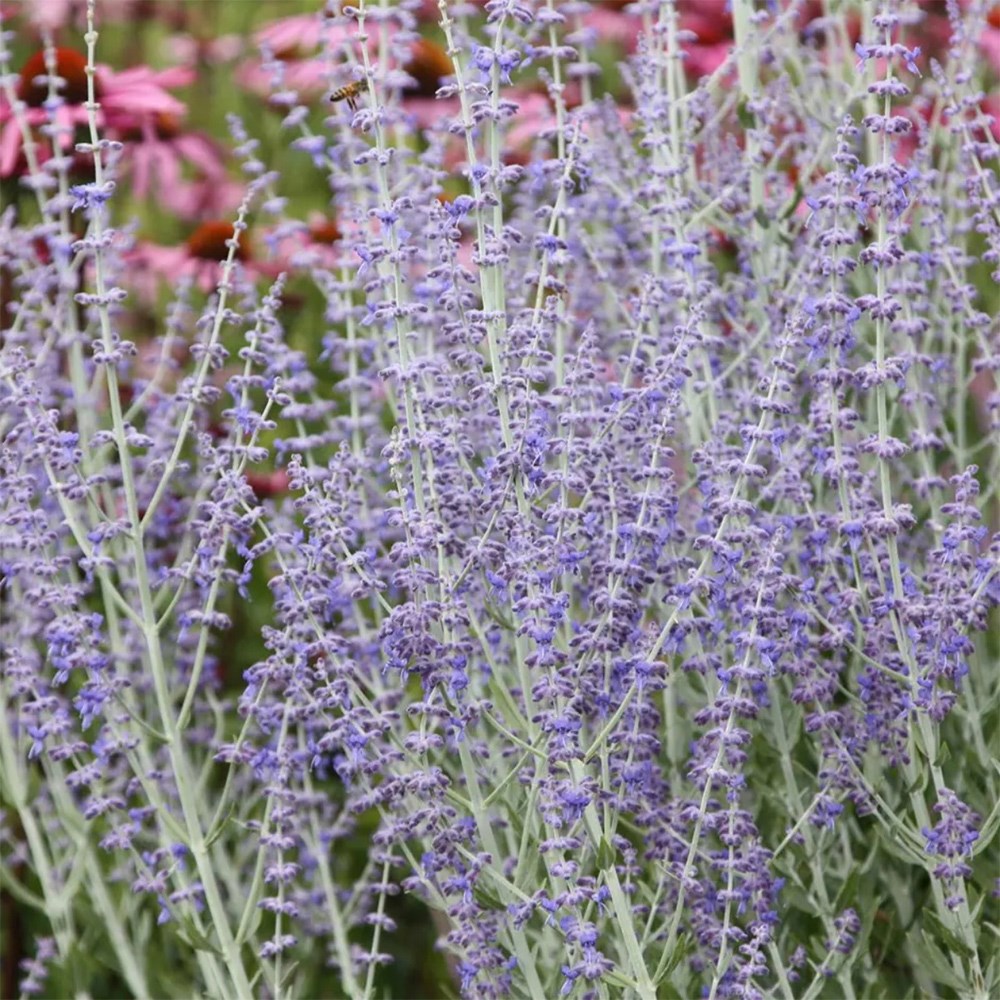 Pollinator's blue mini-border collection
