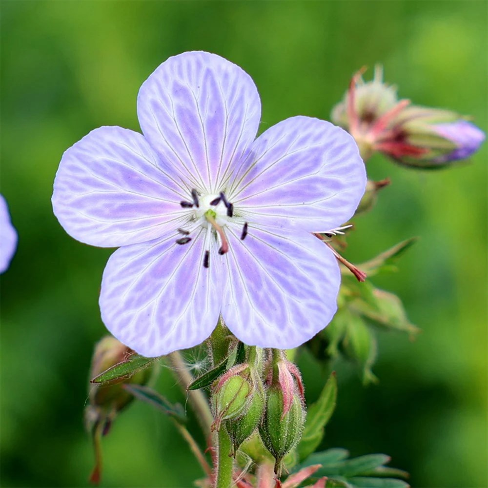 Pollinator's blue mini-border collection