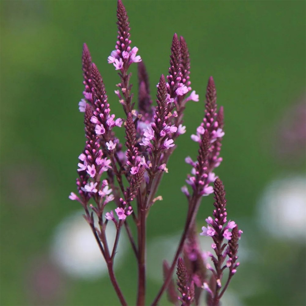 Amethyst spires mini-border collection