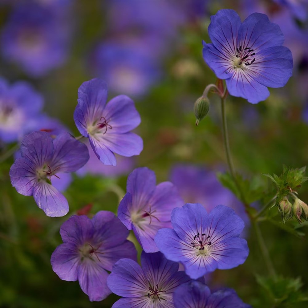 Long flowering moody blues mini-border collection