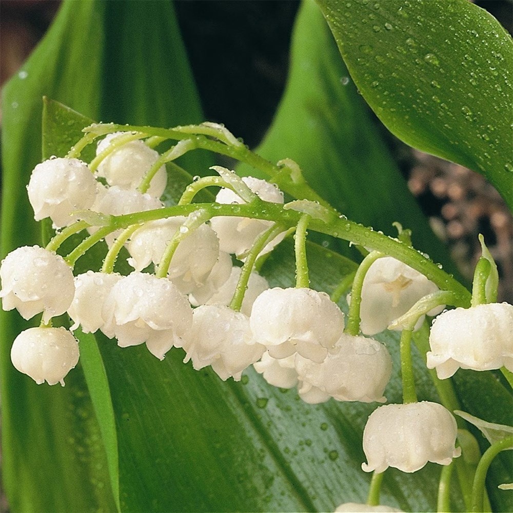 Tom's Chelsea Woodland Sanctuary mini-border collection 'Cool & Calm'