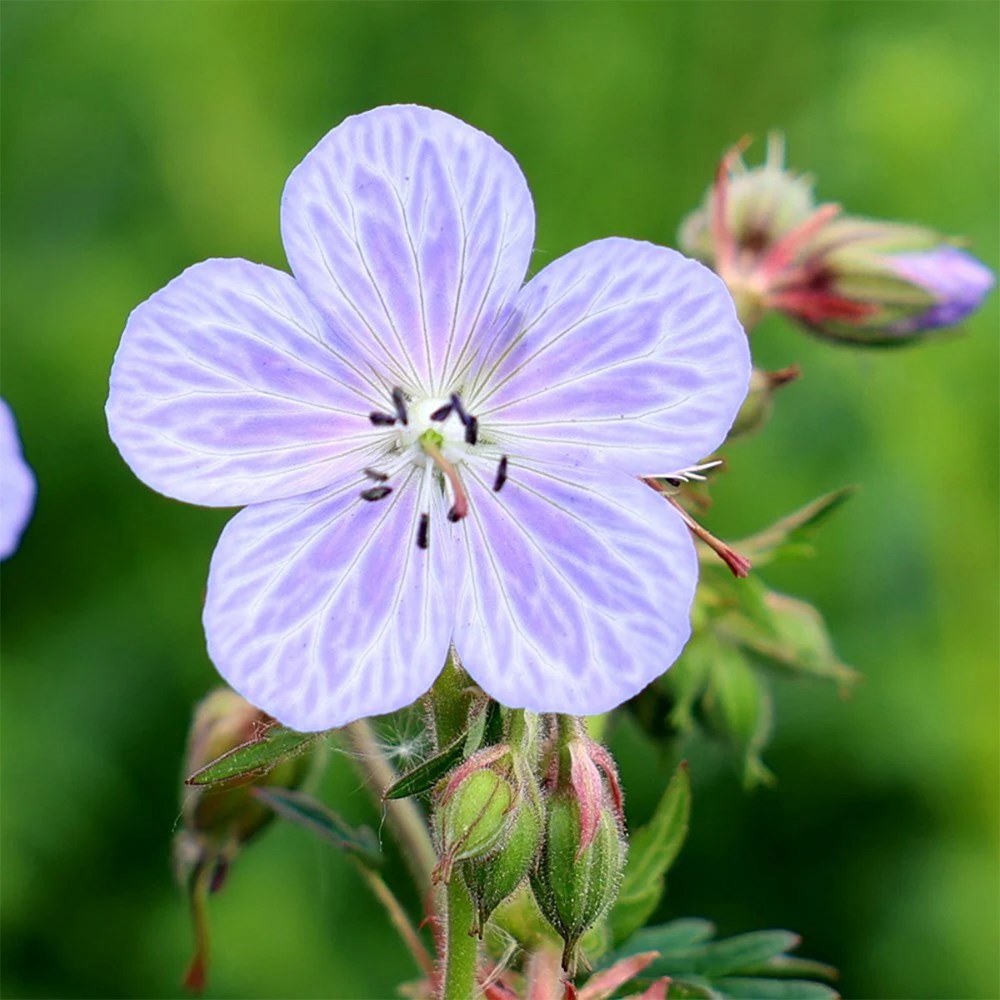 Tom's Chelsea Woodland Sanctuary mini-border collection 'Cool & Calm'